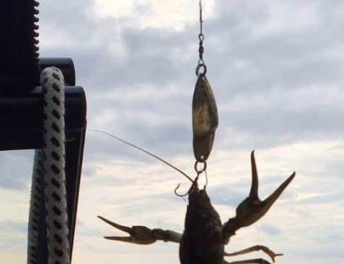 Partide de pescuit si team building